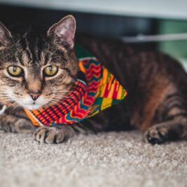 Cat in Beaux's Ties bandana