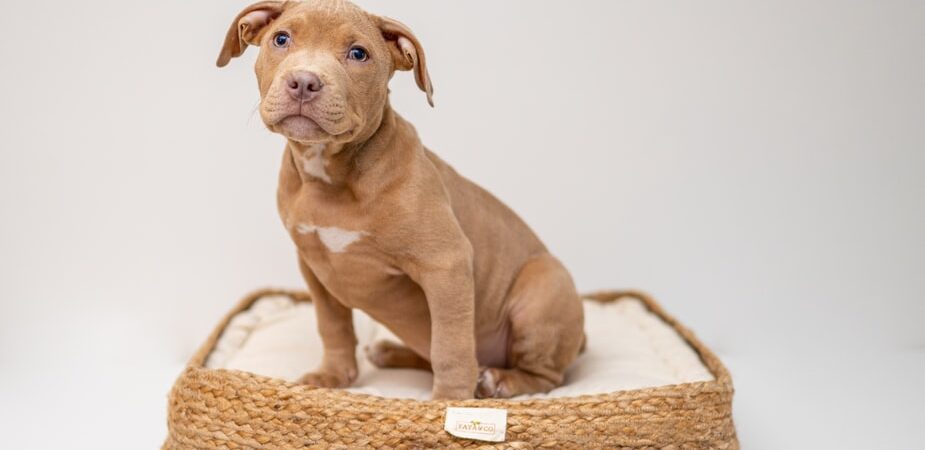 Pet Beds & Mats