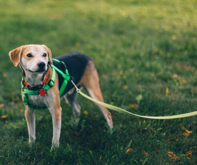 Pet Collars & Leashes