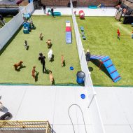 dog_daycare