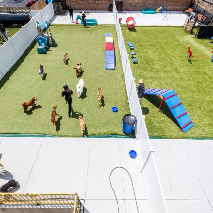 dog_daycare