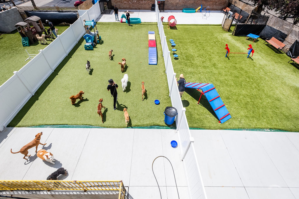 dog_daycare