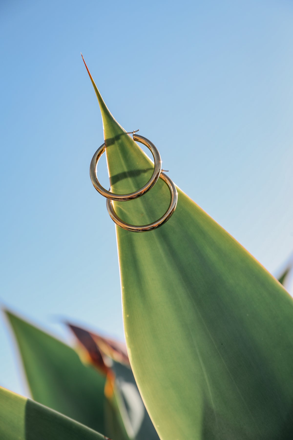 Gold staple hoop earrings on a green plant contrasting the blue sky