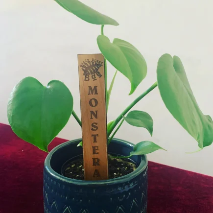 Monstera Deliciosa