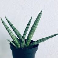 Starfish Sansevieria Boncel