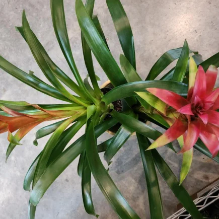 Bromeliad - Guzmania