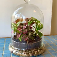 Closed Terrarium Building Workshop