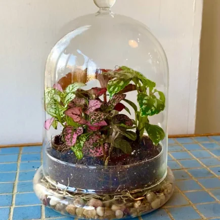 Closed Terrarium Building Workshop