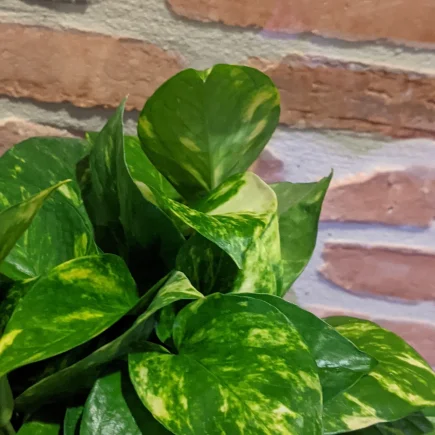 Golden Pothos