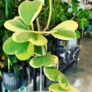 Hoya Heart Kerrii