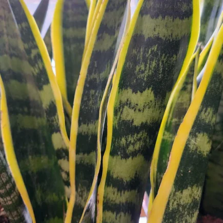 Snake "Laurentii" Plant