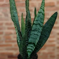 Snake "Zeylanica" Plant