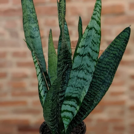 Snake "Zeylanica" Plant