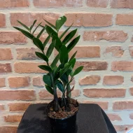 ZZ (Zamioculcas Zamiifolias) Plant