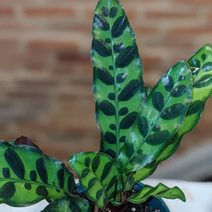 Calathea "Rattlesnake Plant" Lancifolia