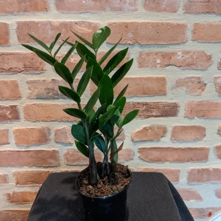 ZZ (Zamioculcas Zamiifolias) Plant