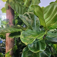Ficus Lyrata - Fiddle Leaf Fig