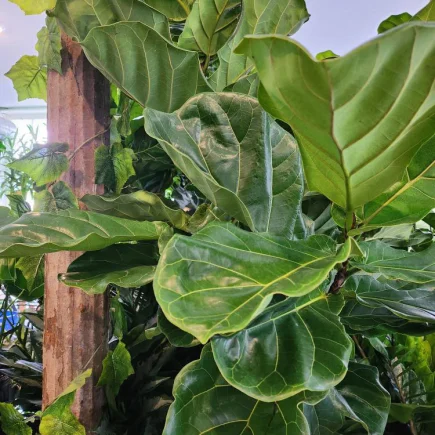 Ficus Lyrata - Fiddle Leaf Fig