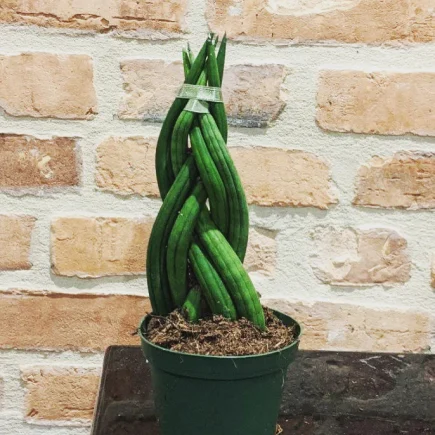 Braided Snake Sansevieria