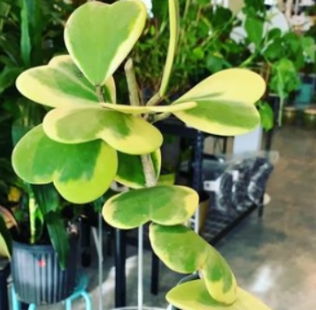 Hoya Heart Kerrii