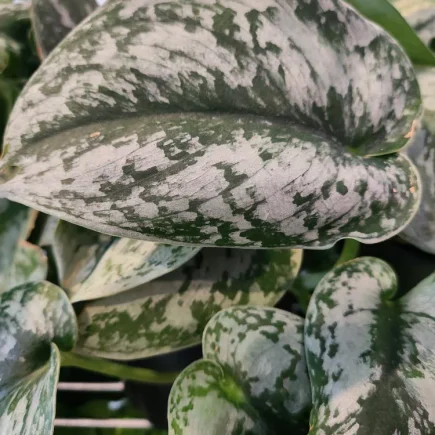 Satin Pothos