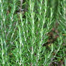 Rosemary Bundle - Fresh