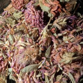 The Divine Holistic Line| Red Clover