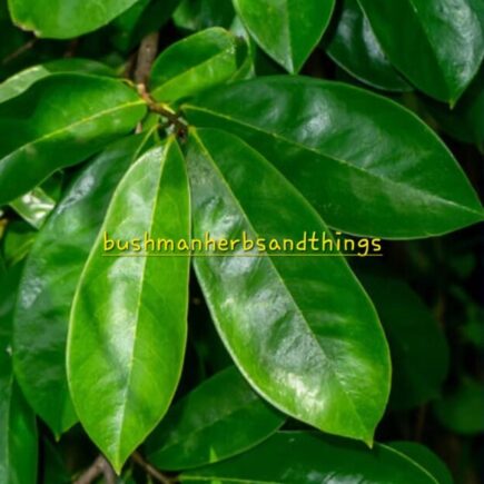 Sour sop leaf - dried