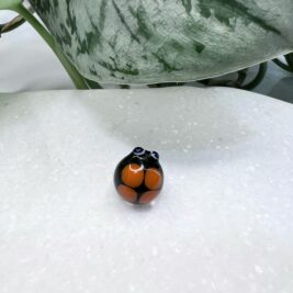 Black and Orange Ladybug