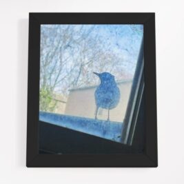 The Starling in Basement Laundry Window