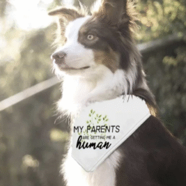 𝑈𝑛𝑖𝑞𝑢𝑒 𝐵𝑎𝑛𝑑𝑎𝑛𝑎𝑠