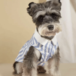 𝑃𝑎𝑤-𝑚𝑎𝑛 𝑆ℎ𝑖𝑟𝑡