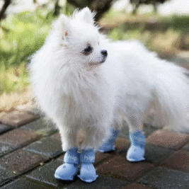 𝐵𝑙𝑢𝑒 𝐵𝑜𝑜𝑡𝑖𝑒𝑠