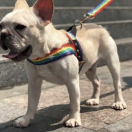 𝑃𝑟𝑖𝑑𝑒 𝐻𝑎𝑟𝑛𝑒𝑠𝑠 & 𝐿𝑒𝑎𝑠ℎ 𝑆𝑒𝑡