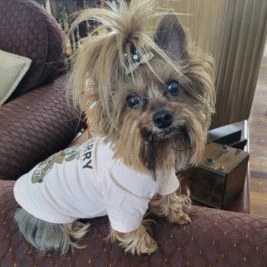 𝑇𝑒𝑑𝑑𝑦 𝐵𝑒𝑎𝑟 𝑆ℎ𝑖𝑟𝑡