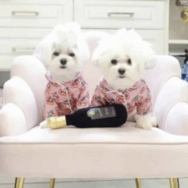 𝐶ℎ𝑒𝑟𝑟𝑦 𝑃𝑎𝑗𝑎𝑚𝑎 𝑇𝑜𝑝