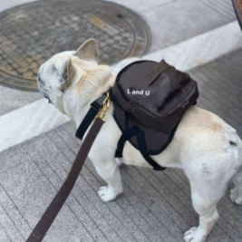 𝐵𝑎𝑐𝑘𝑝𝑎𝑐𝑘 & 𝐵𝑜𝑤 𝑇𝑖𝑒𝑠