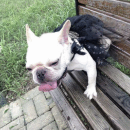 𝑃𝑜𝑘𝑎 𝐷𝑜𝑡 𝑁𝑖𝑔ℎ𝑡