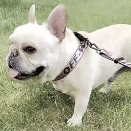 𝐿𝑢𝑥𝑢𝑟𝑦 𝐶𝑜𝑙𝑙𝑎𝑟 & 𝐿𝑒𝑎𝑠ℎ 𝑆𝑒𝑡