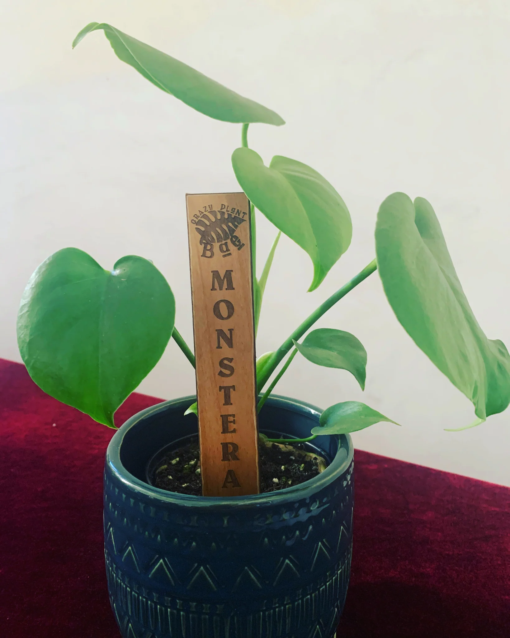 Monstera Deliciosa - Plants