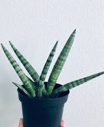 Starfish Sansevieria Boncel - Plants