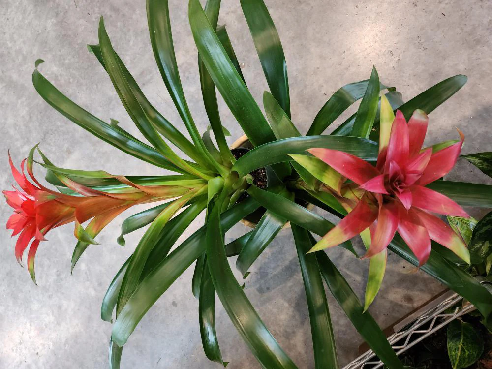 Bromeliad – Guzmania - Plants