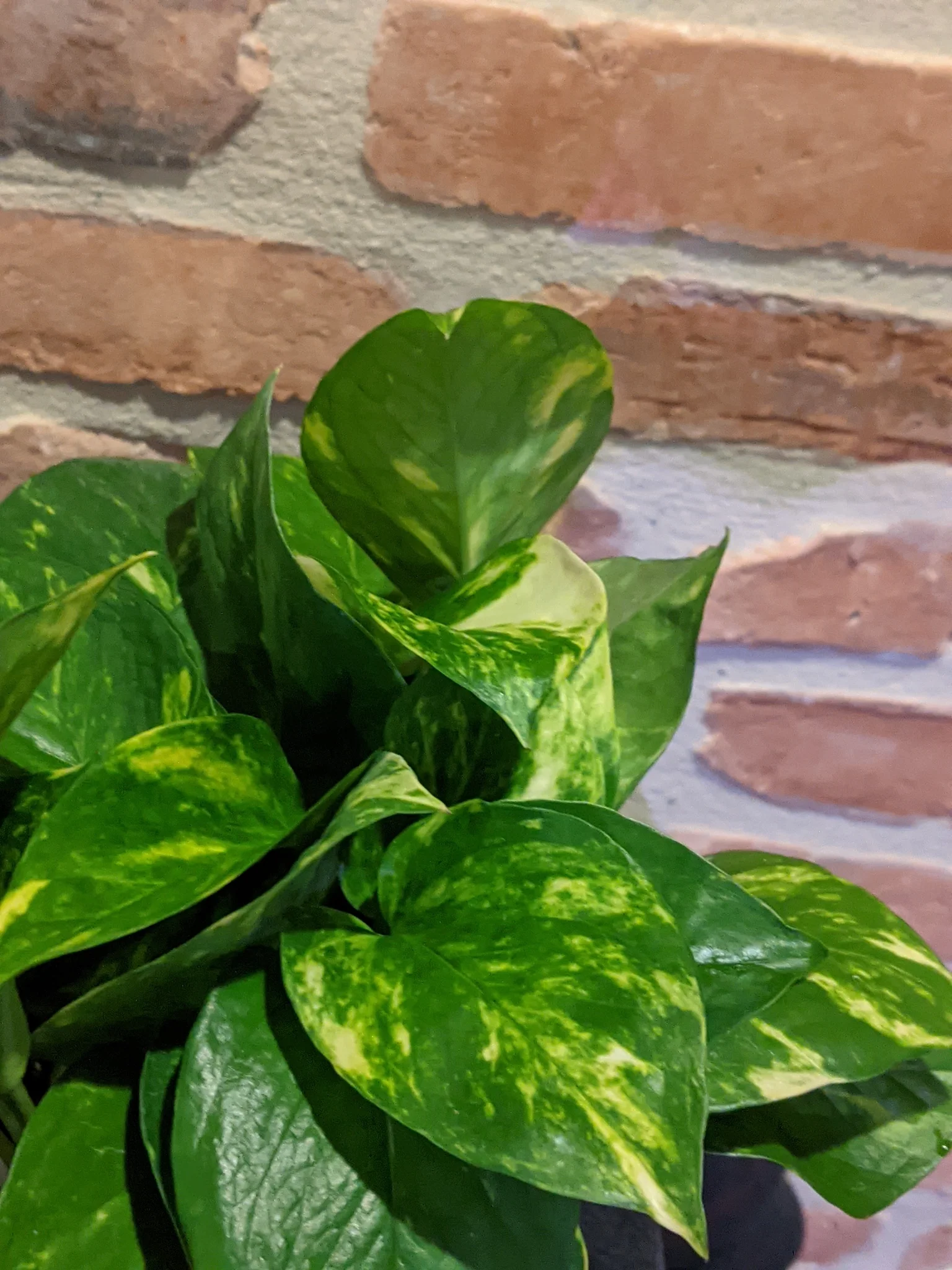 Golden Pothos - Plants