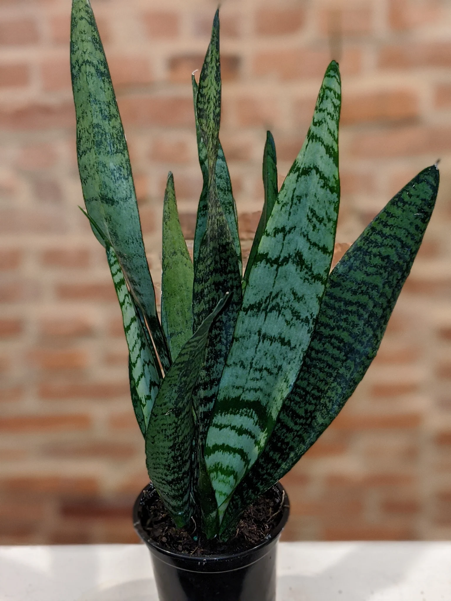 Snake “Zeylanica” Plant - Plants
