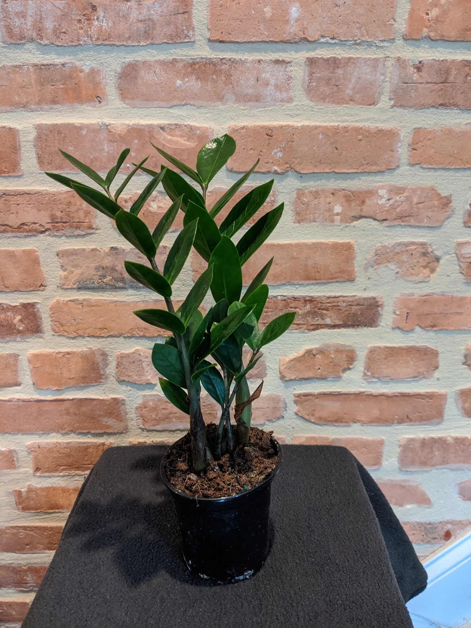 ZZ (Zamioculcas Zamiifolias) Plant - Plants