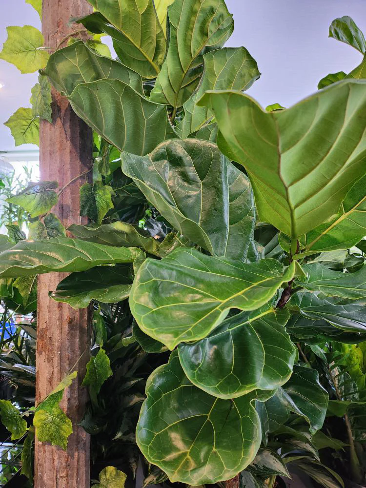 Ficus Lyrata – Fiddle Leaf Fig - Plants