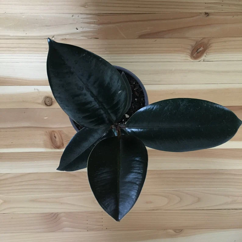 Ficus Decora Burgundy – Rubber Plant - Plants