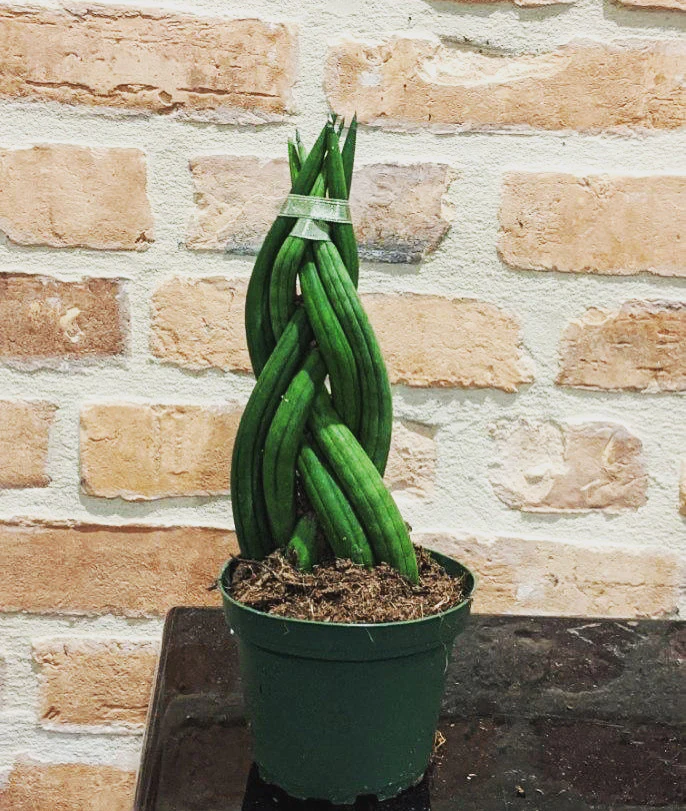 Braided Snake Sansevieria - Plants
