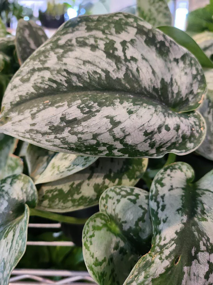 Satin Pothos - Plants