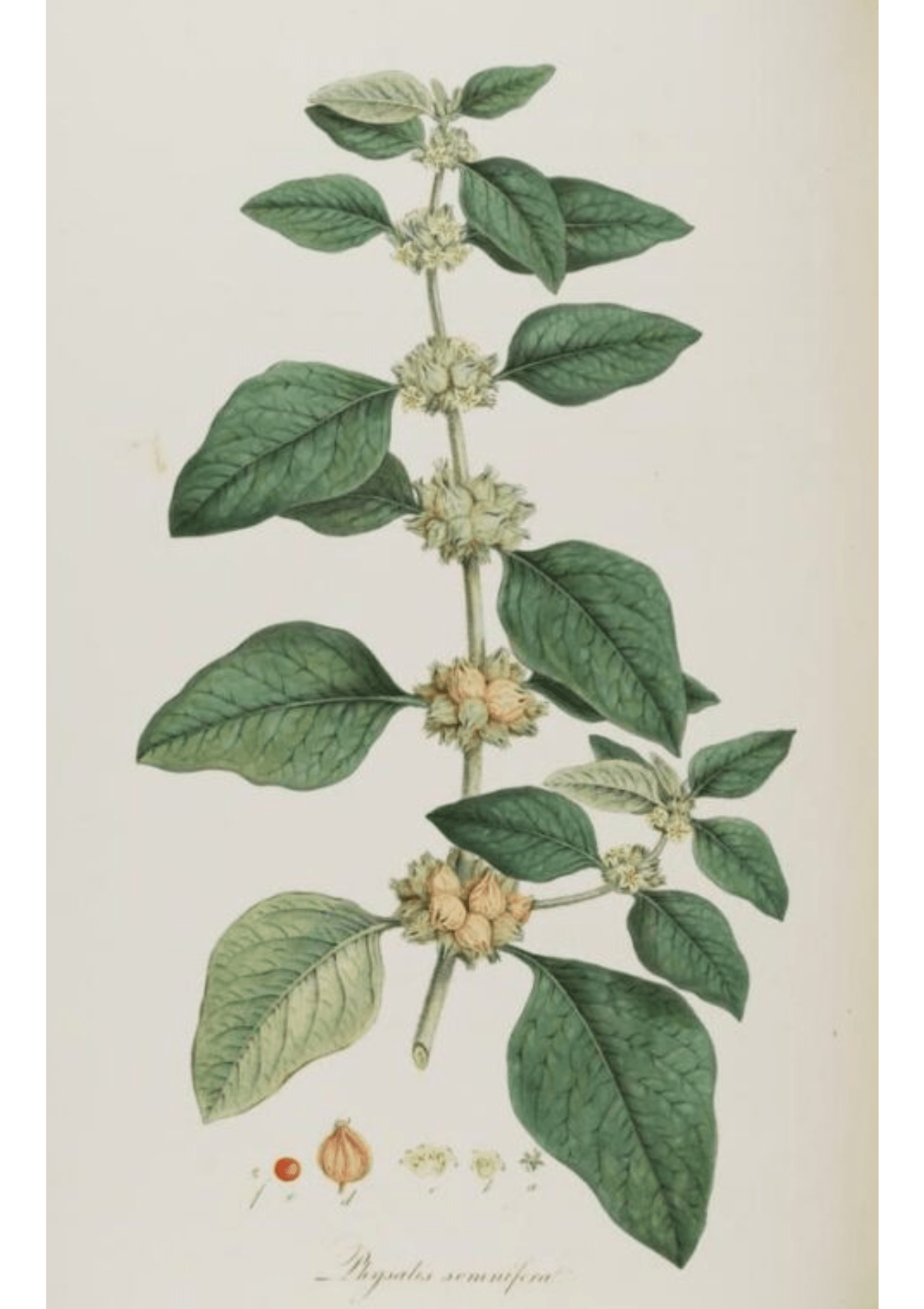 Ashwagandha: Botanical Monograph Worksheet - Youth Education, Education, Books, All Books, Non-fiction, Herbs / Teas, Mental Health Education, Spiritual Herbs - ancestors, Education, folk herbalism, folk medicine, foraging, herbal, herbalism, indigenous wisdom, plant medicine, spiritual herbalism, traditional ecological knowledge